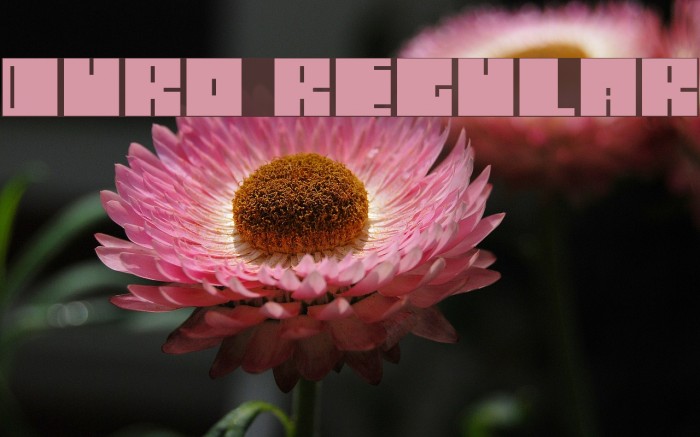 Duro Regular Font examples