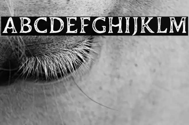 DuskeyFree-Stamp 字体 examples