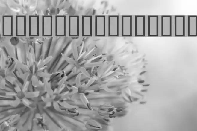 DustDotman Bold フォント examples