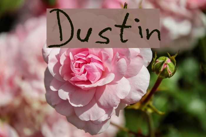 Dustin Font examples