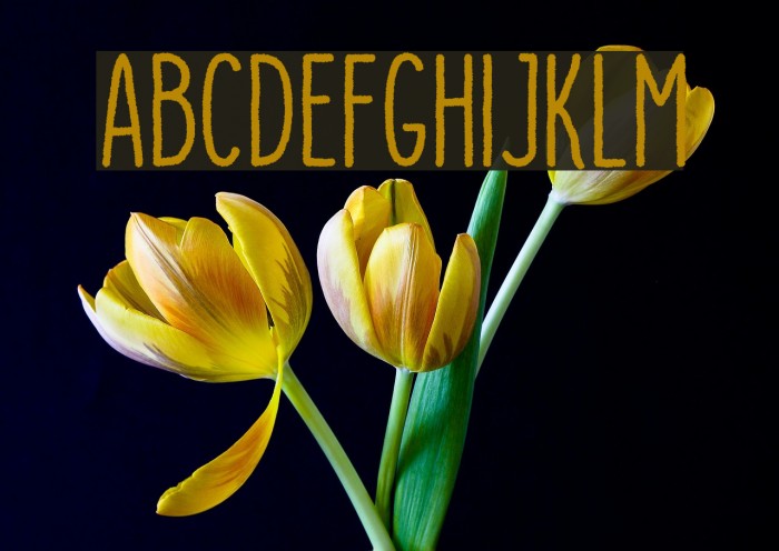 DutchyFree-Rough Example 2