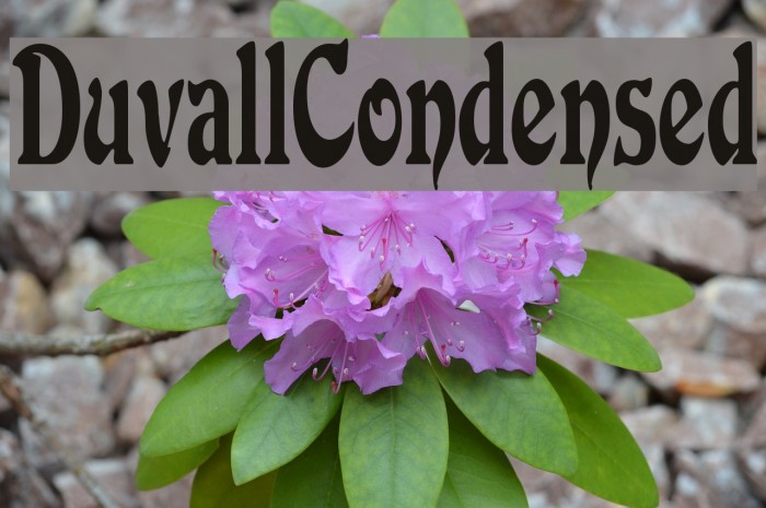 DuvallCondensed フォント examples