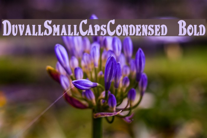 DuvallSmallCapsCondensed Bold Font examples