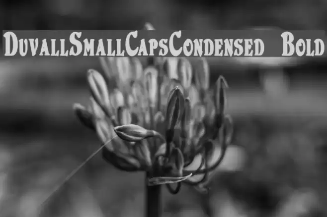 DuvallSmallCapsCondensed Bold Шрифта examples