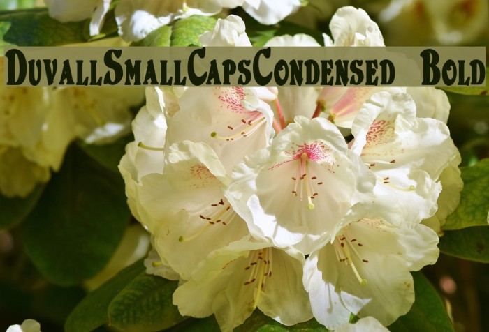 DuvallSmallCapsCondensed Bold Font examples