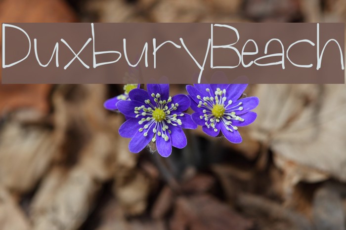 Duxbury Beach Example 2