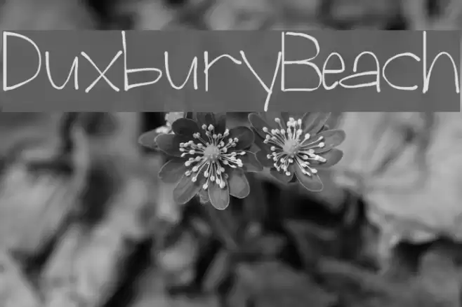 Duxbury Beach Font examples