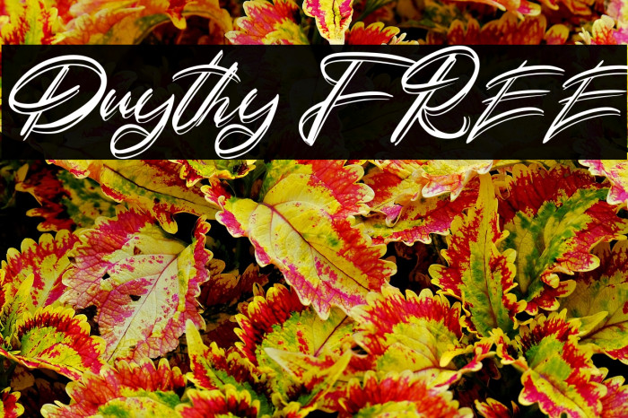 Duythy FREE Example 1