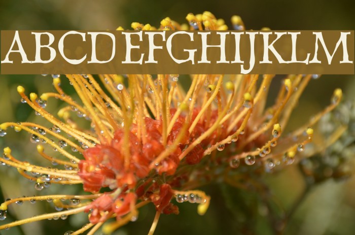 Dweebo Gothic Font examples