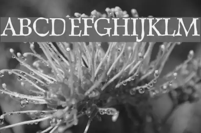 Dweebo Gothic フォント examples