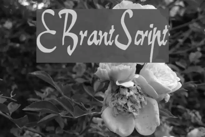 E-BrantScript Font examples