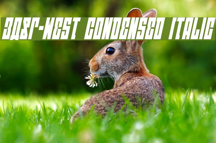 EAST-west Condensed Italic Font examples