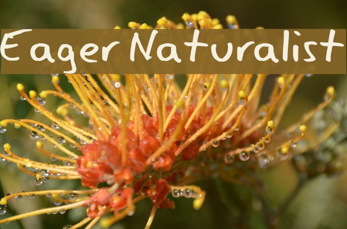Eager Naturalist Font examples