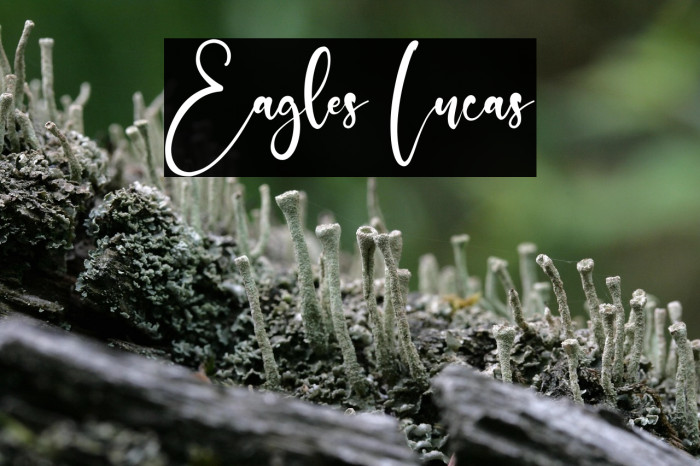 Eagles Lucas Example 1