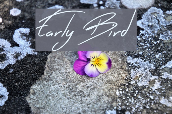 Early Bird Example 2