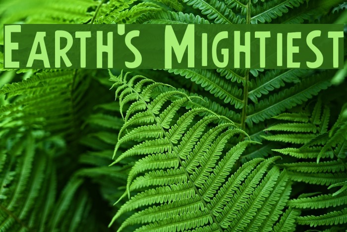 Earth's Mightiest Fuentes examples