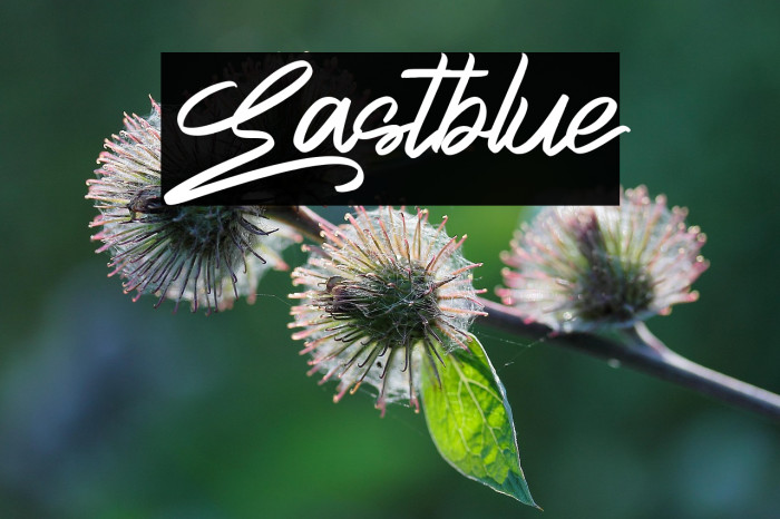 Eastblue Example 2