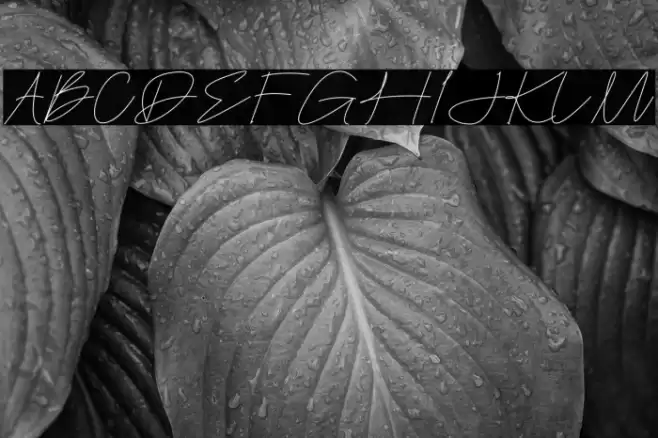 Easternation फ़ॉन्ट examples