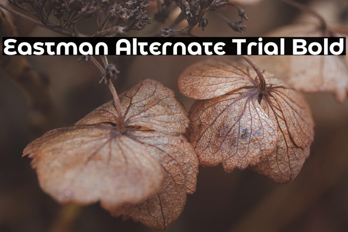 Eastman Alternate Trial Bold Example 1