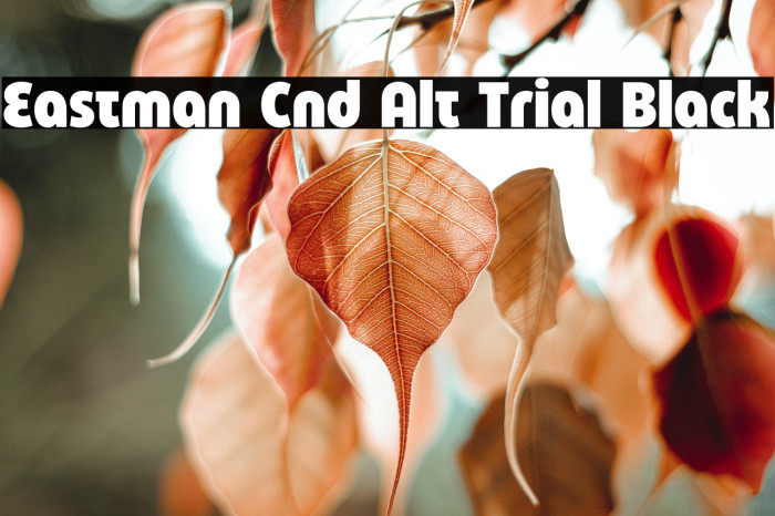 Eastman Cnd Alt Trial Black Example 3