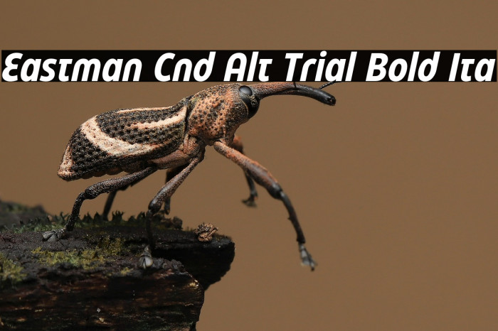 Eastman Cnd Alt Trial Bold Ita Example 3