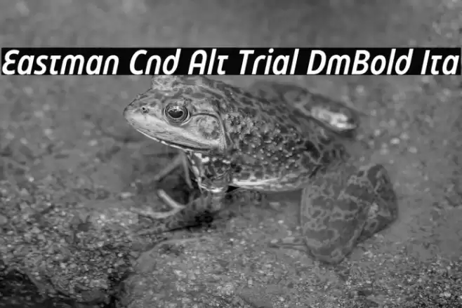 Eastman Cnd Alt Trial DmBold Ita Font examples