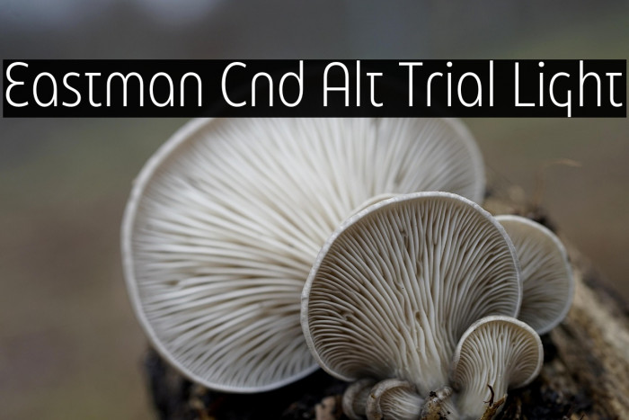 Eastman Cnd Alt Trial Light Example 1