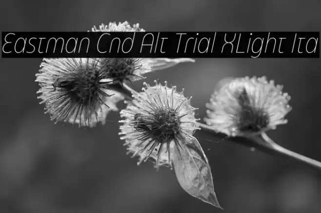 Eastman Cnd Alt Trial XLight Ita Font examples