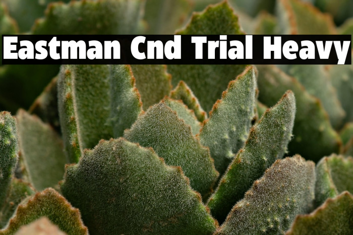 Eastman Cnd Trial Heavy Example 2