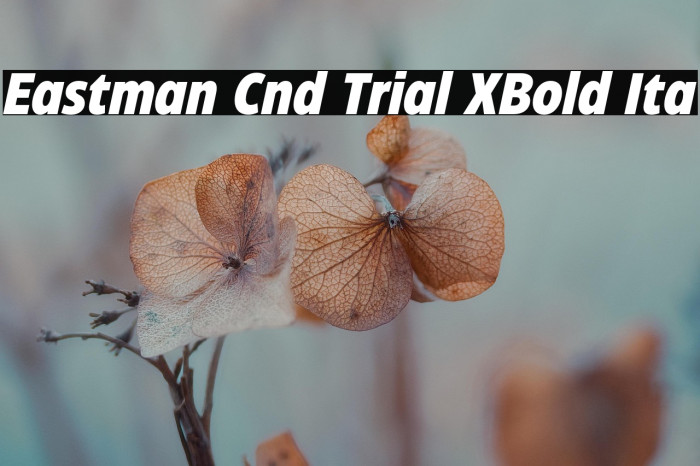 Eastman Cnd Trial XBold Ita Example 1