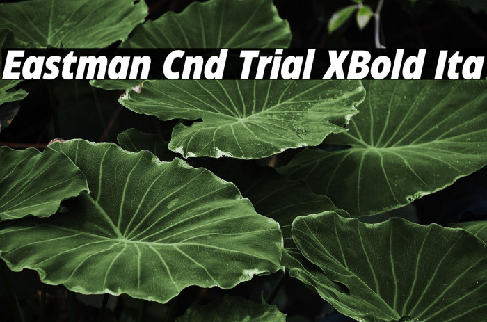 Eastman Cnd Trial XBold Ita Example 2