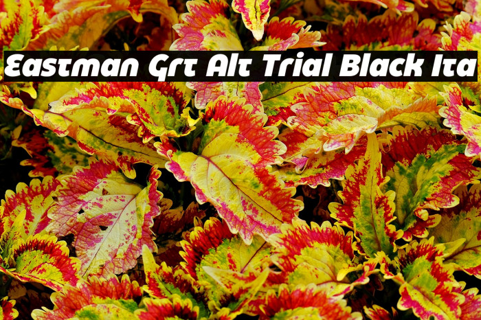 Eastman Grt Alt Trial Black Ita Example 3