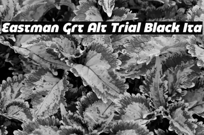 Eastman Grt Alt Trial Black Ita Font examples