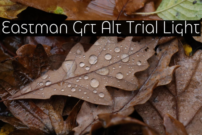 Eastman Grt Alt Trial Light Example 3