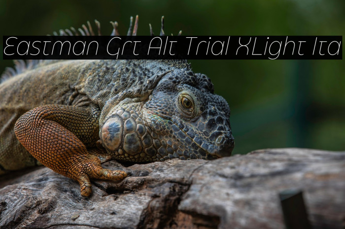 Eastman Grt Alt Trial XLight Ita Example 2