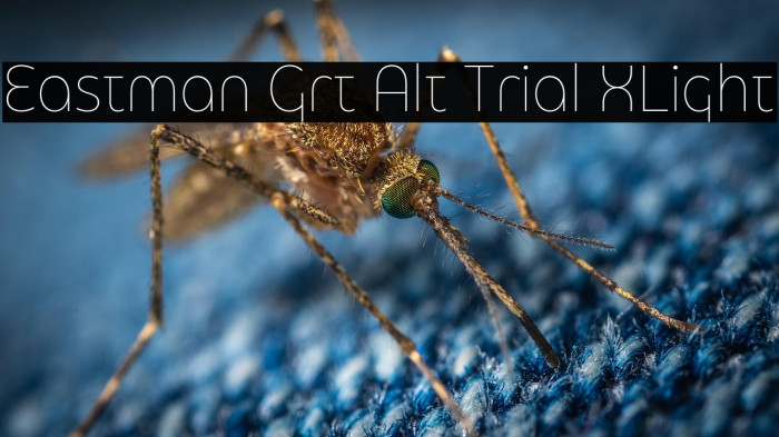 Eastman Grt Alt Trial XLight Example 2