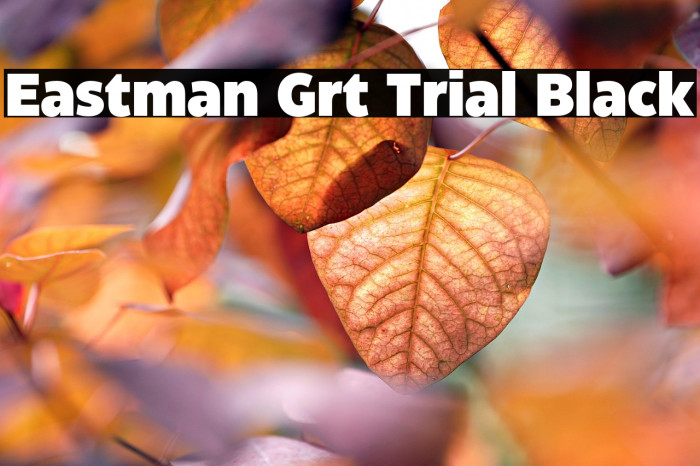 Eastman Grt Trial Black Example 1