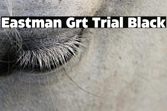 Eastman Grt Trial Black Example 3
