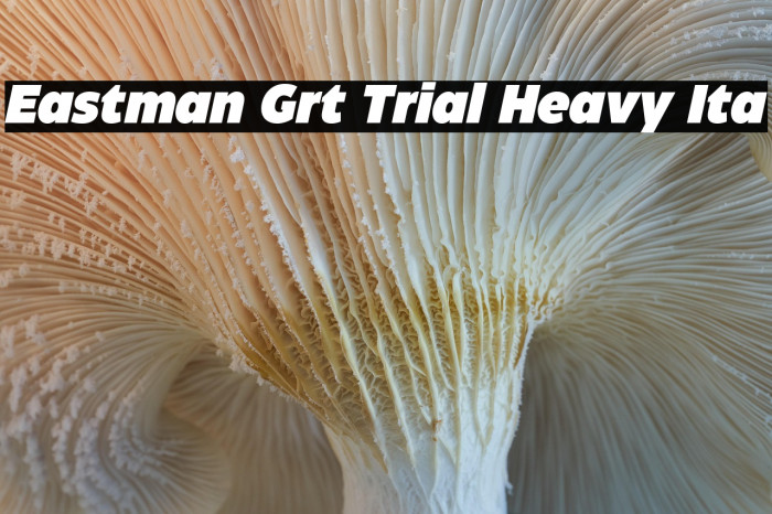 Eastman Grt Trial Heavy Ita Example 1