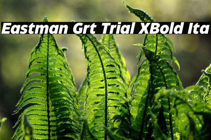 Eastman Grt Trial XBold Ita Example 3