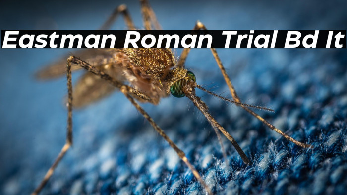 Eastman Roman Trial Bd It Example 1