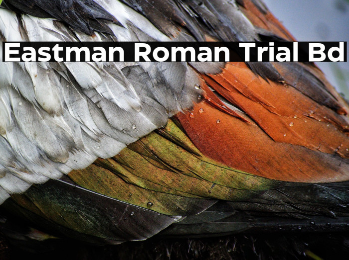 Eastman Roman Trial Bd Example 2