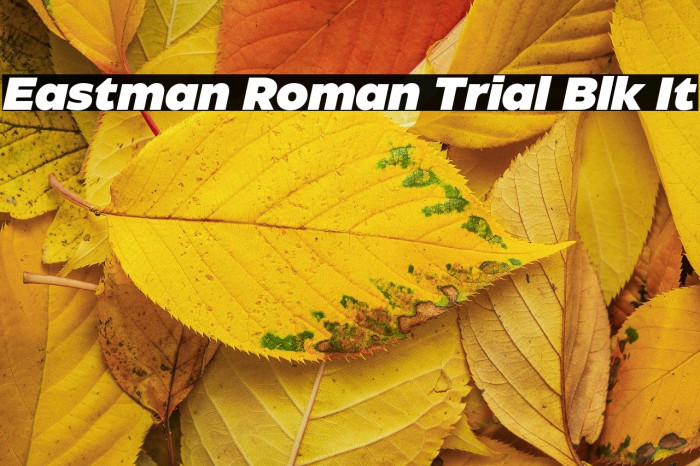 Eastman Roman Trial Blk It Example 1