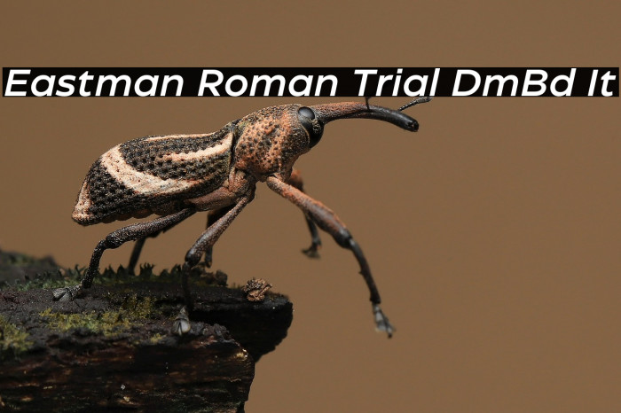 Eastman Roman Trial DmBd It Example 3
