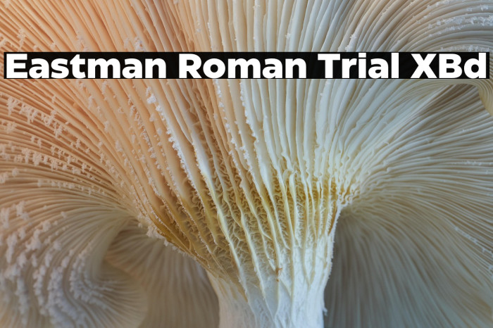 Eastman Roman Trial XBd Example 3