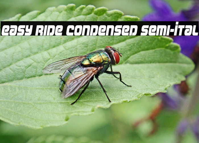 Easy Ride Condensed Semi-Ital Example 2
