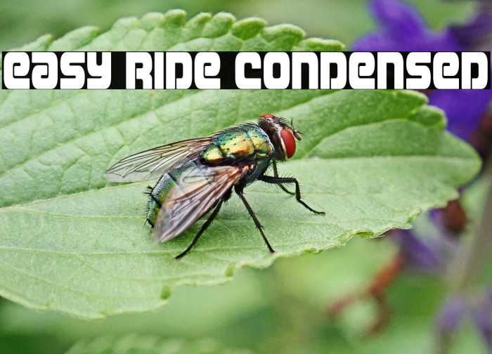 Easy Ride Condensed Example 2