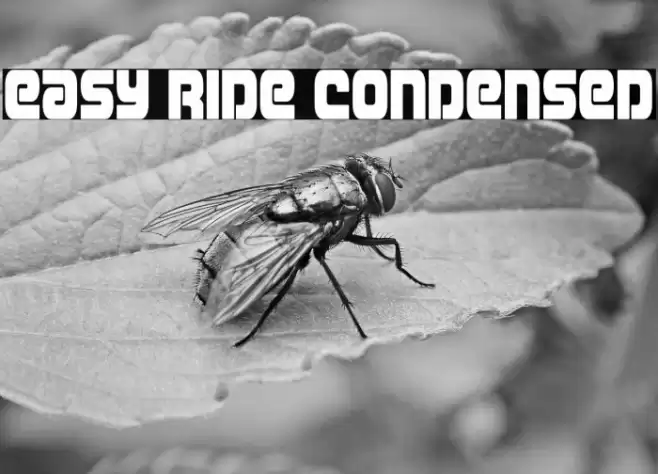 Easy Ride Condensed Font examples