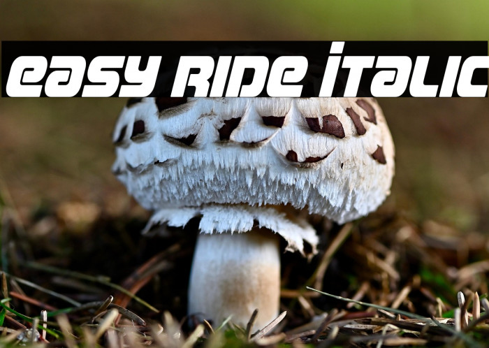 Easy Ride Italic Example 3