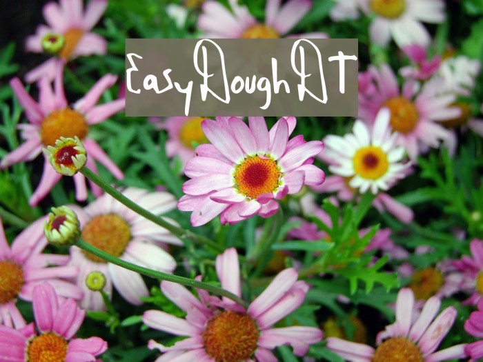 EasyDoughDT Example 1